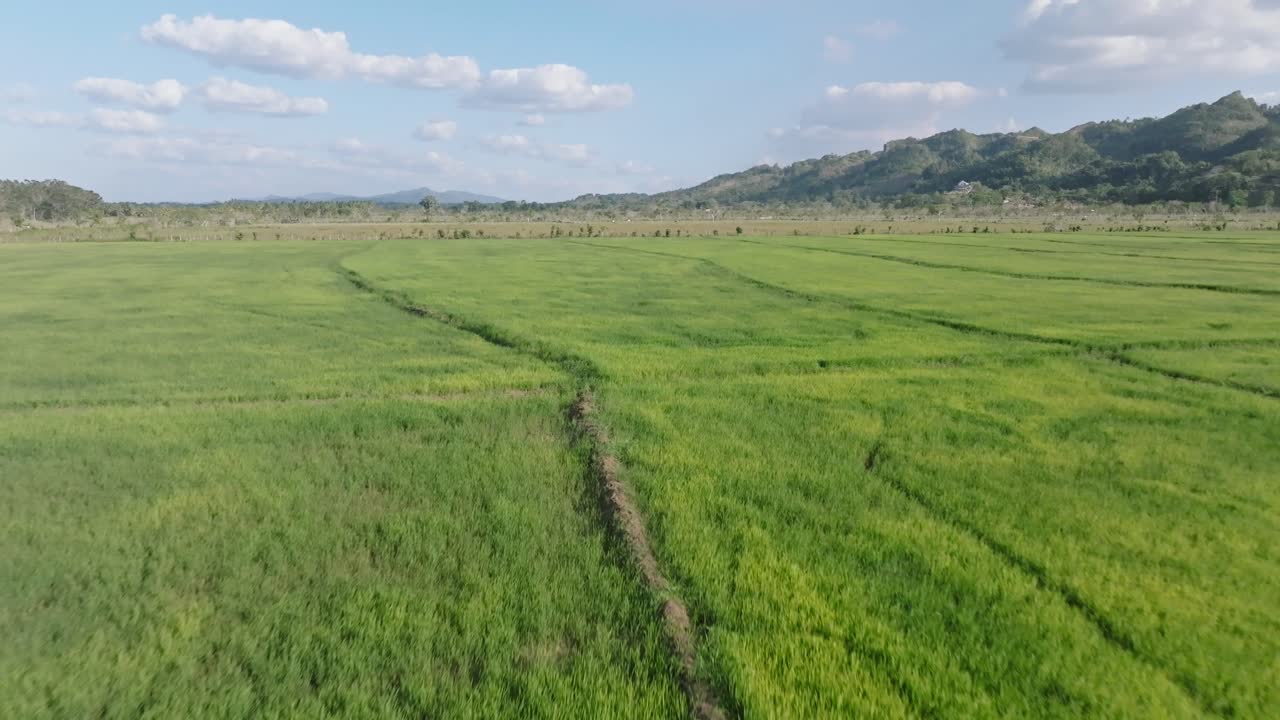 volar sobre campos de arroz verde en el paisaje rural en sabana de la mar, república dominicana
