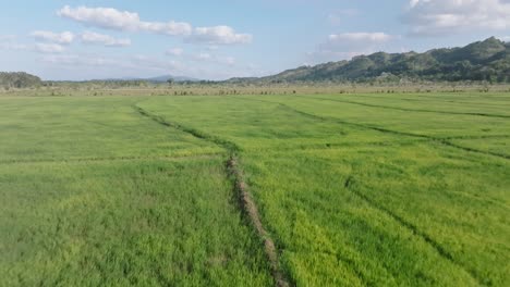 Fly-Over-Greenery-Rice-Fields-At-The-Rural-Landscape-In-Sabana-de-La-Mar,-Dominican-Republic