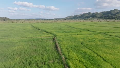 fly over greenery rice fields at the rural landscape in sabana de la mar, dominican republic