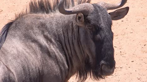 perfil de un ñu en la sabana de áfrica en el parque nacional de etosha namibia