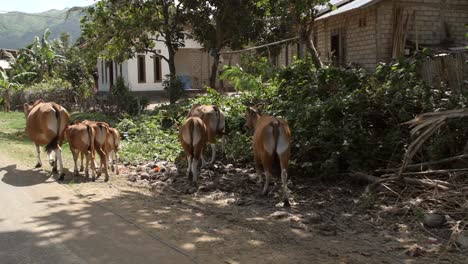 Hombre-pastoreando-vacas-a-lo-largo-de-un-camino