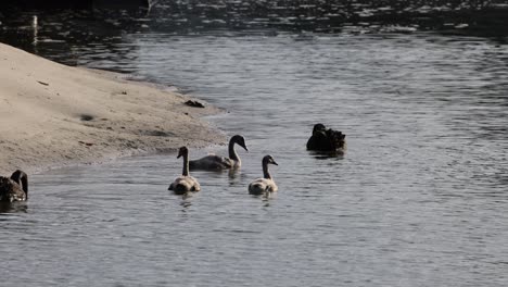 black swans and cygnets swimming near sandy shore