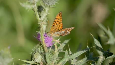 Mariposa-Naranja-Sentada-En-Una-Flor-Verde-Y-Comiendo-Néctar-En-Un-Hermoso-Clima-De-Verano-En-Alemania