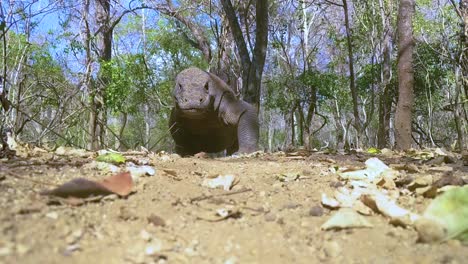 komodo dragon walking over camera
