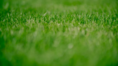 bokeh grass and green meadow. summer background