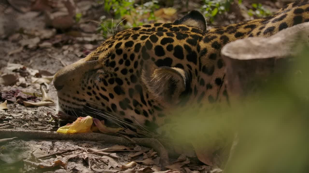jaguar durmiendo en el suelo de la selva