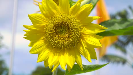 close sunflower in macro shot.