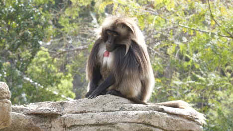 gelada baboon cleaning itself and resting on a sunny day