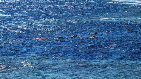calm water with small group of ducks swimming near egypt's coastline