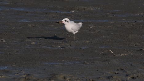 Schnurrbartseeschwalbe,-Die-Sich-Von-Einer-Krabbe,-Chlidonias-Hybrida,-Ernährt