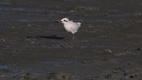 bigotes tern alimentándose de un cangrejo, chlidonias hybrida