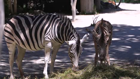 Zebra-Mutter-Und-Kind-Essen-Stroh-Im-Freien