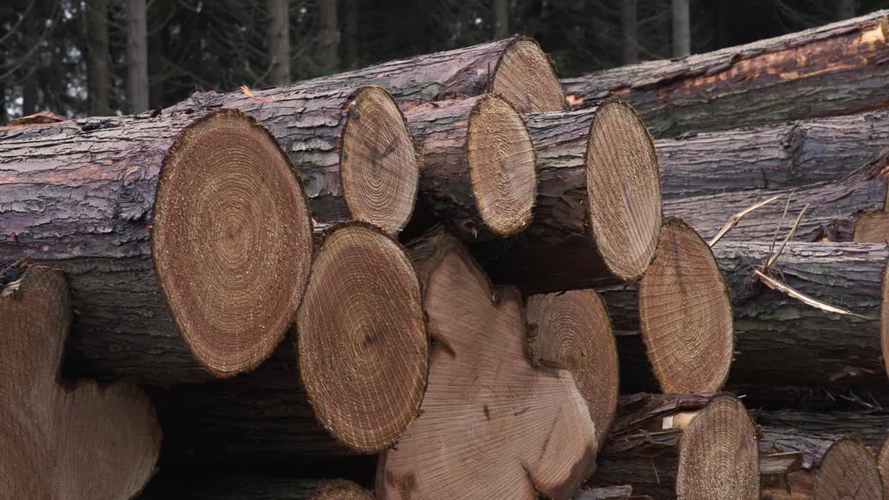 Stacked Logs In English Forest 4K