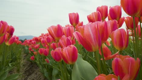 beautiful red tulip flowers dancing in the wind, close up pan right, tulip flower festival british columbia