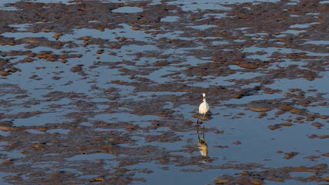 aerial view of a great egret wading through mudflats, hunting during golden hour with serene reflections