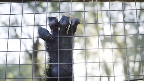 closeup on monkey paw fingers grabbing hold of metal fence cage before leaving shot quickly