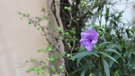 purple flower swaying slightly in the wind.