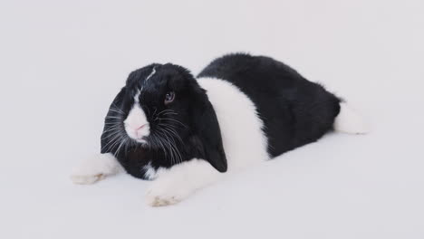 studio portrait of miniature black and white flop eared rabbit lying on white background