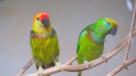closeup of bright green australian parrots sitting on a tree branch beautiful parrots closeup of bright green australian parrots sitting on a tree branch beautiful parrots