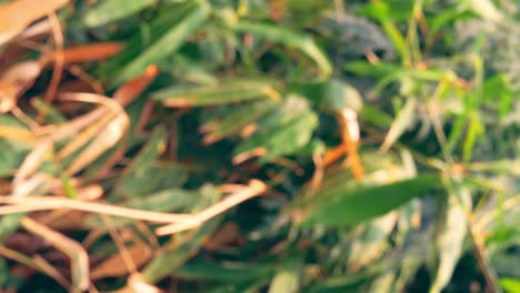 vertical footage - blurry defocused of tropical green waving bamboo tree branch blowing in wind natural relax background concept with sunlight, abstract and bokeh