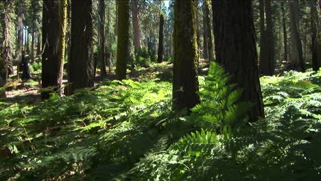 ferns grow near trees in the forest