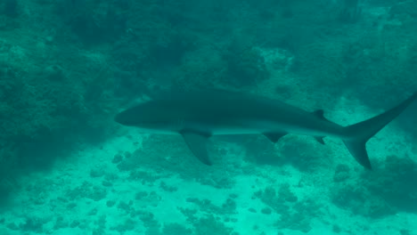 tiburón gris de arrecife sin aleta dorsal