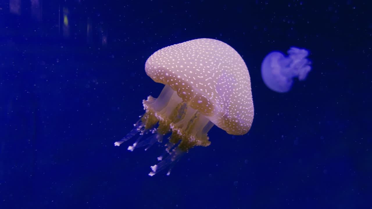 A mesmerizing jellyfish gliding through the water showcasing its beauty ...