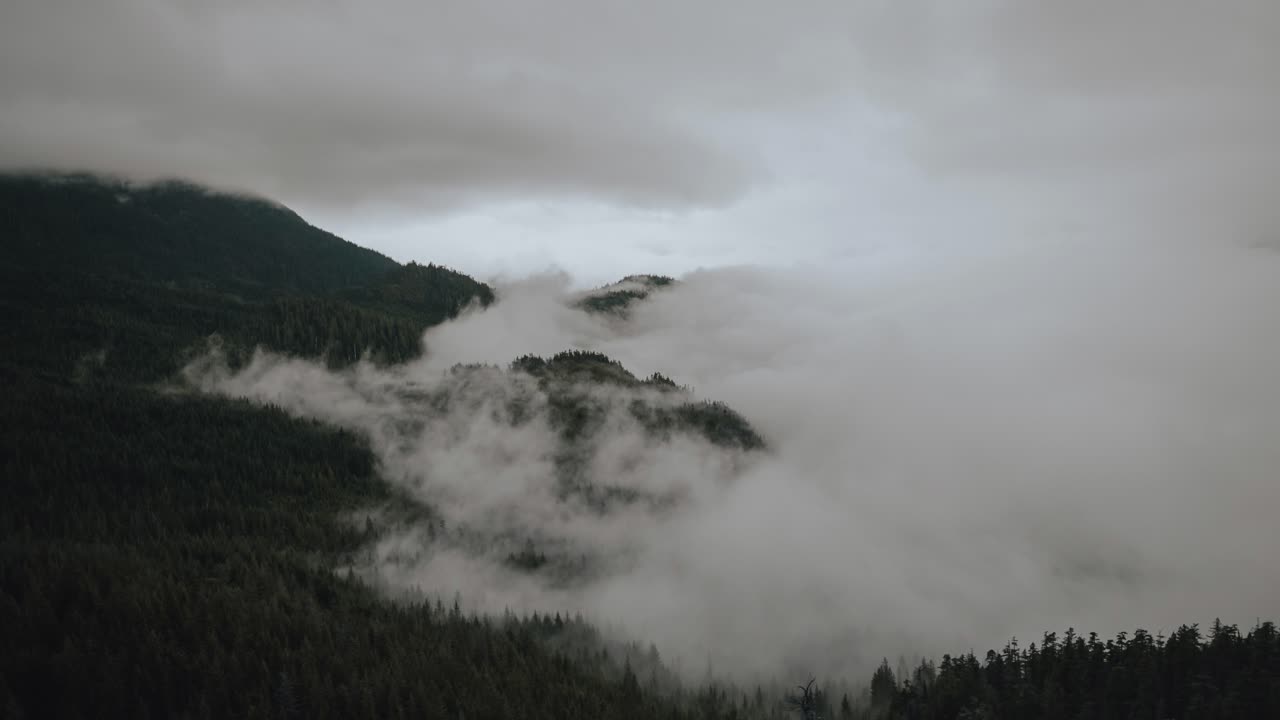 nubes de niebla blancas sobre un denso matorral en las montañas