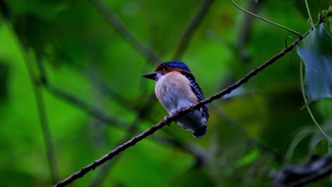 Seen-looking-back-and-then-turns-its-head-to-look-to-the-left,-Banded-Kingfisher-Lacedo-pulchella,-Thailand