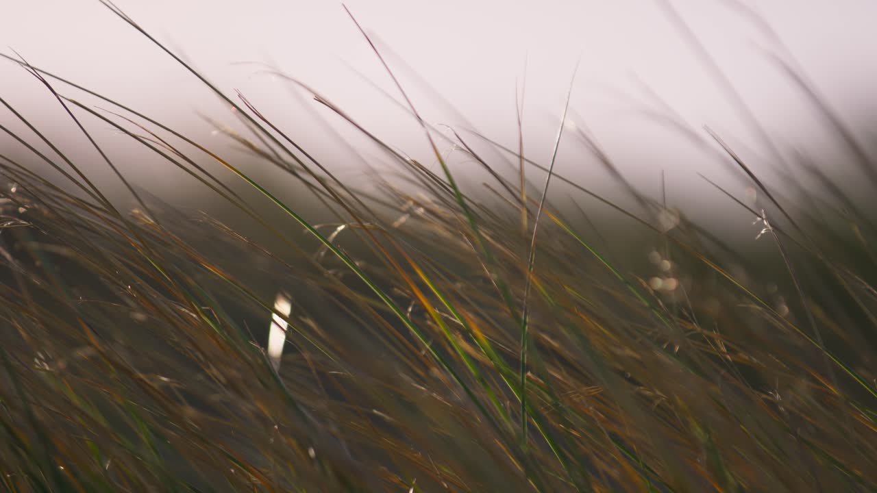 바람에 쓸린 풀