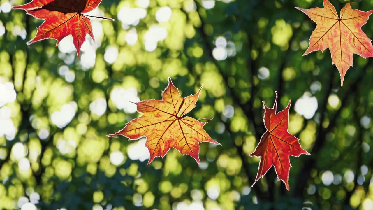 Close-up video of autumn leaves falling against a blurred green bokeh background