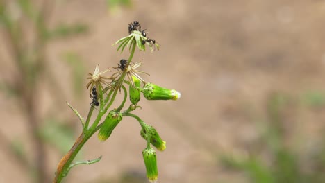 Ants-climbing-a-dandelion-plant-in-the-garden,-working-together,-slowmo-insect-macro