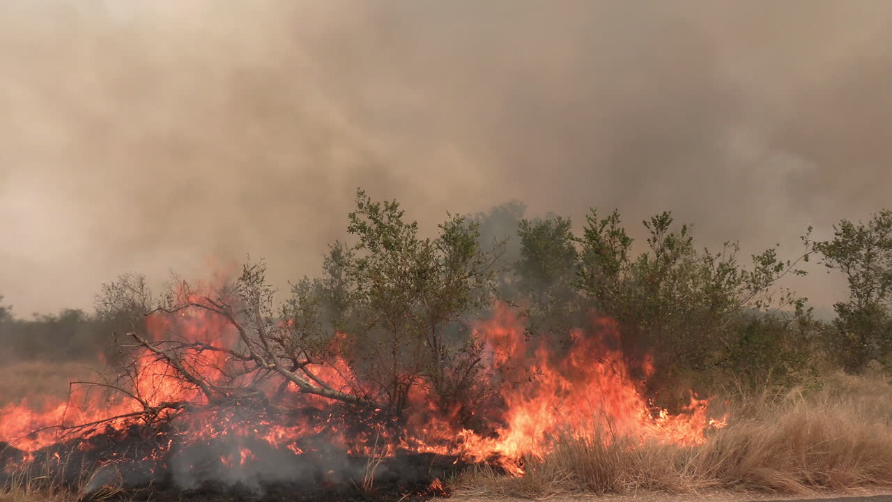 Burning Grass and Bushes by the Road, Wildfire and Dark Smoke in Landscape, Full Frame