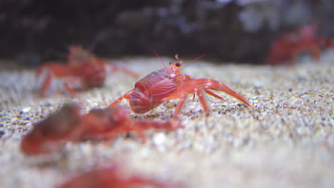 orange crayfish waits in dappled pool, close up