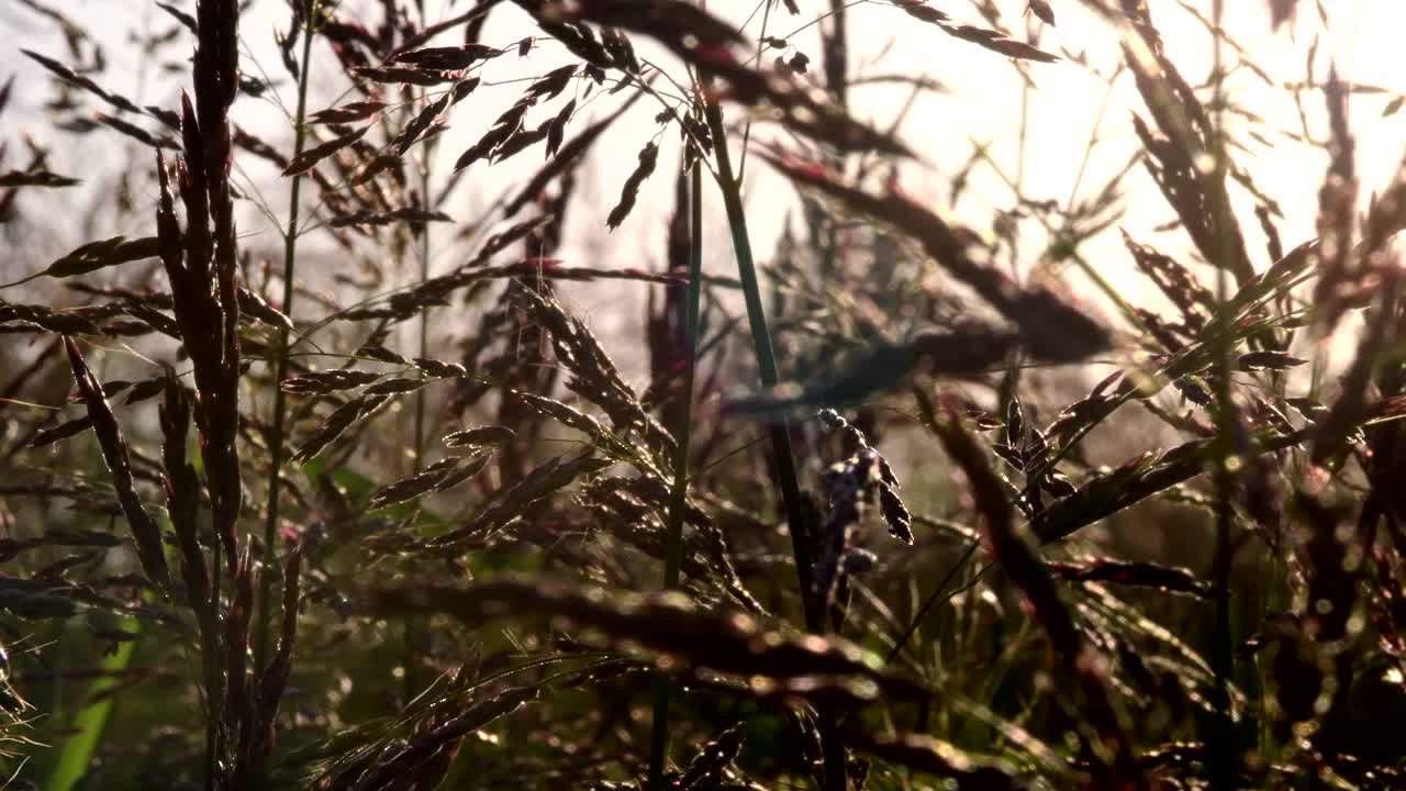 close shot of backlit weeds at sunset