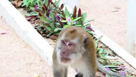 monkeys in a garden environment