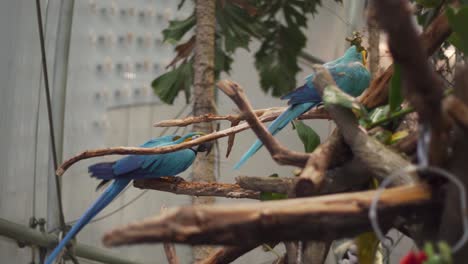 Two-colorful-parrots-sitting-on-a-tree-in-the-tropical-rainforest-at-the-Academy-of-Sciences-in-San-Francisco-California,-Blue-and-yellow-parrot-bites-into-a-tree-bough