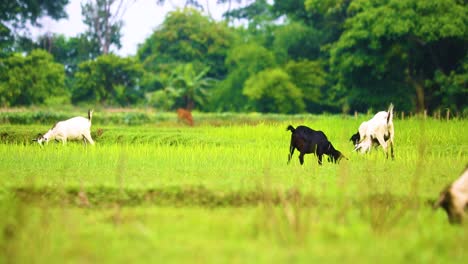 black bengal goats grazing on the green grass in bangladesh field