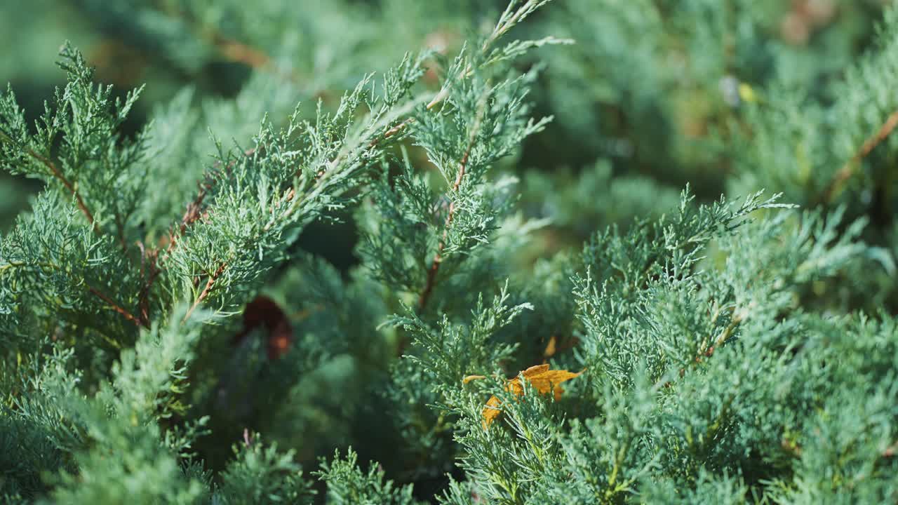A close-up shot of the thuja branches
