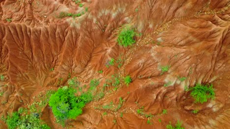 maravillarse de la resiliencia de la vida como la vegetación resistente se aferra a la existencia en medio de las duras condiciones, añadiendo salpicaduras de verde al panorama de lo contrario árido