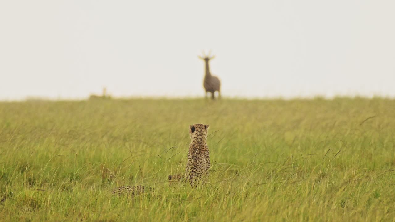 chita cazando topi en la lluvia en una caza, animales de safari de vida silvestre africanos en masai mara cuando llueve en la temporada de lluvias en maasai mara, kenia, increíble comportamiento animal, comportamiento de gran gato depredador