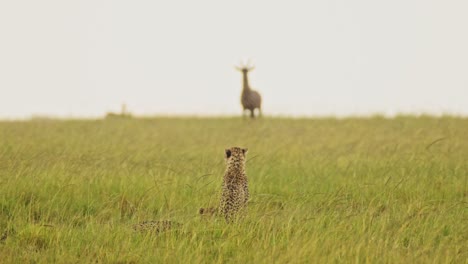 cheetah hunting topi in the rain on a hunt, african wildlife safari animals in masai mara when raining in rainy season in maasai mara, kenya, amazing animal behaviour, big cat predator behavior