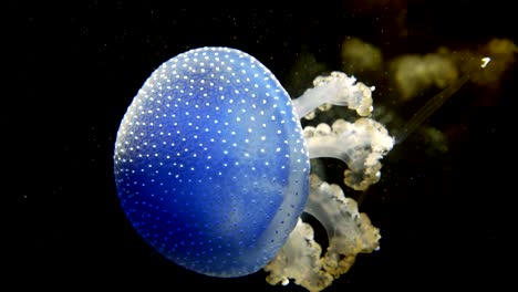 Close-of-of-White-spotted-jellyfish-swimming-in-deep-ocean,exploring-underwater-world-of-Western-Pacific