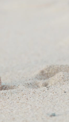 volunteer cleans plastic waste from balis beautiful beaches