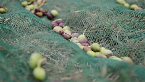 Olives-fallen-onto-the-net-during-harvesting,-close-up-shot