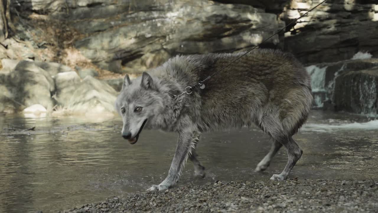A gray wolf pivots swiftly at the water’s edge, surrounded by rocky cliffs and rippling stream — a fluid motion captured in a pristine wild setting.