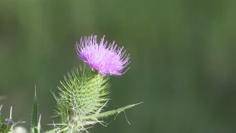 close up shot of an isolated spear thistle cirsium vulgare flowered against a blurry background