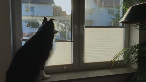 Medium-wide-shot-of-a-black-and-white-dog-sitting-on-the-window-ledge-like-a-cat-and-looking-out