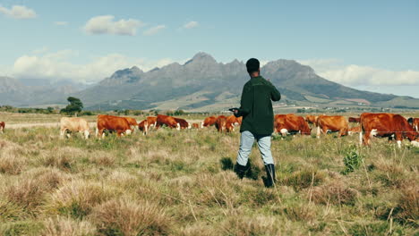 Ganado,-Campo-Y-Granjero-Con-Tableta