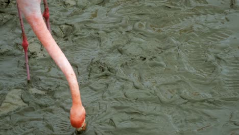 Pink-Flamingo-Filter-feeding-On-Mud.---close-up